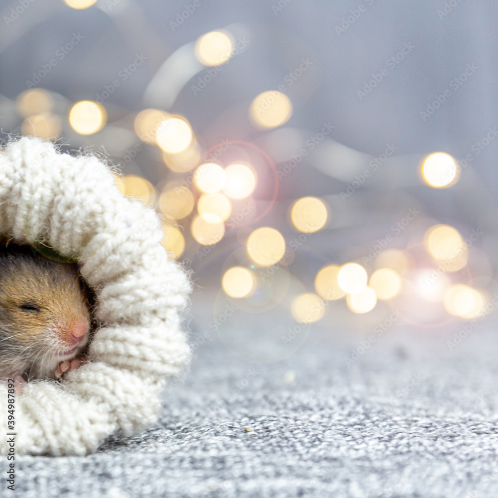 Baby hamster sleeps in a knitted sock or mitten on a gray background with gold bokeh. Gift for christmas, birthday, holiday. Portrait of a cute Syrian hamster. Festive square background, copy space. Baby hamster sleeps in a knitted sock or mitten on a gray background with gold bokeh. Gift for christmas, birthday, holiday. Portrait of a cute Syrian hamster. Festive square background, copy space.