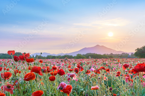 早朝の筑波山とポピー畑と太陽の風景