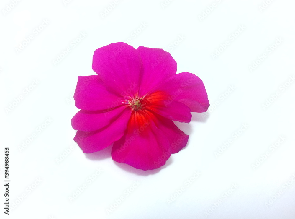 geranium flower on white bacground. pink flower isolated on white geranium flower on white bacground. pink flower isolated on white