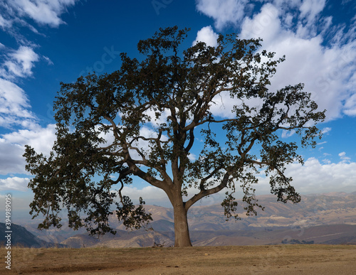 Lone Oak tree with clouds i...