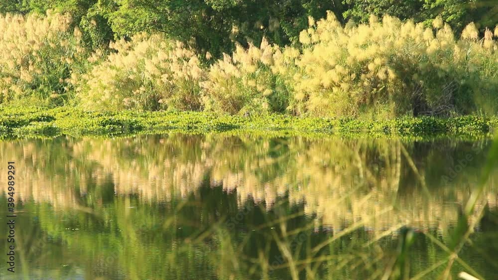 Reflection of tree in the river, Chiangmai Thailand Reflection of tree in the river, Chiangmai Thailand