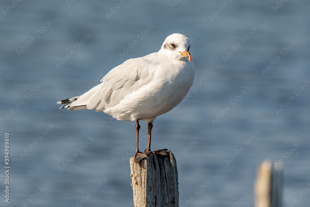 Portrait of natural common black-headed gull (Larus ridibundus) Portrait of natural common black-headed gull (Larus ridibundus)