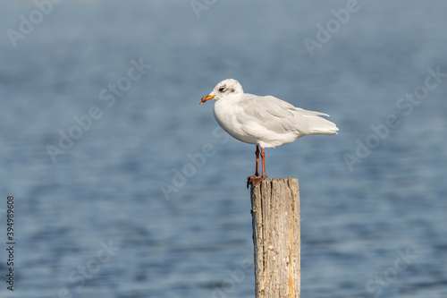 Portrait of natural common black-headed gull (Larus ridibundus) photo