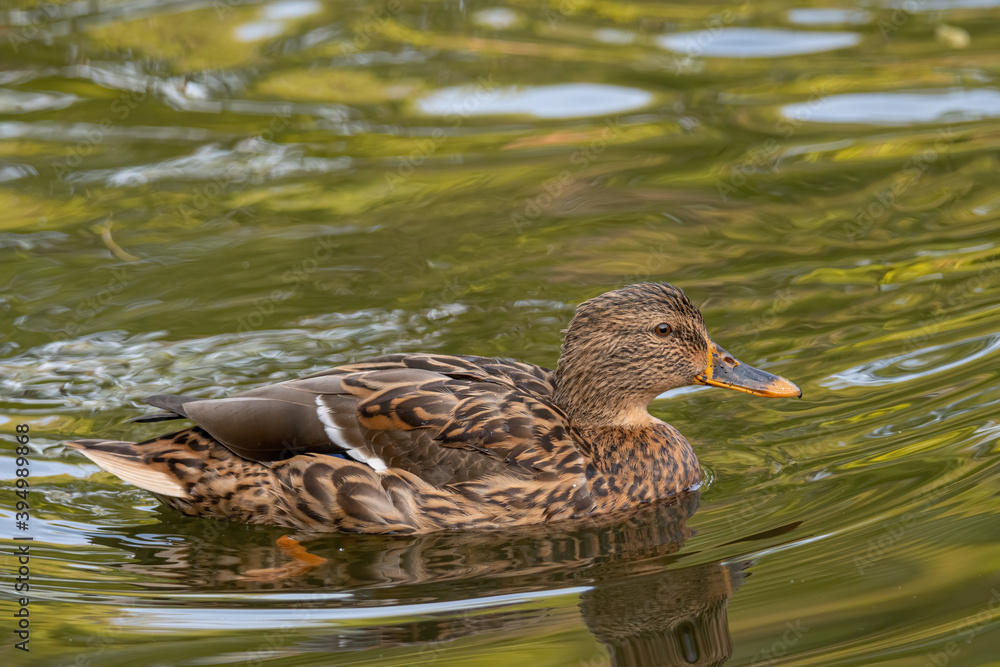 Birds and animals in wildlife. Mallard Duck, Anas platyrhynchos. Birds and animals in wildlife. Mallard Duck, Anas platyrhynchos.