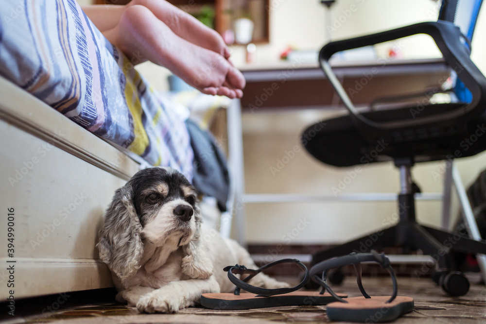 Unrecognizable woman feet resting on bed with Cocker Spaniel dog sleeping
