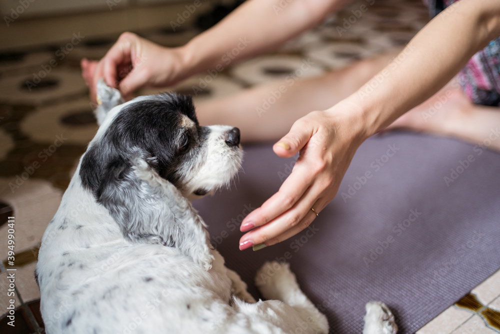 Unrecognizable woman playing with white Cocker Spaniel dog