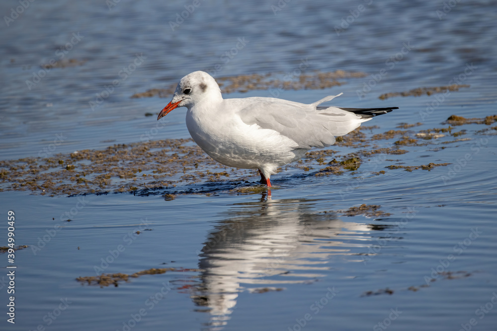 Portrait of natural common black-headed gull (Larus ridibundus) Portrait of natural common black-headed gull (Larus ridibundus)
