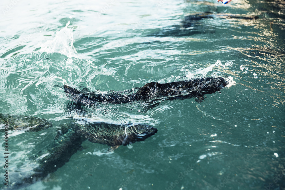 Naklejka premium Rainbow Karelian trout in the water top view.