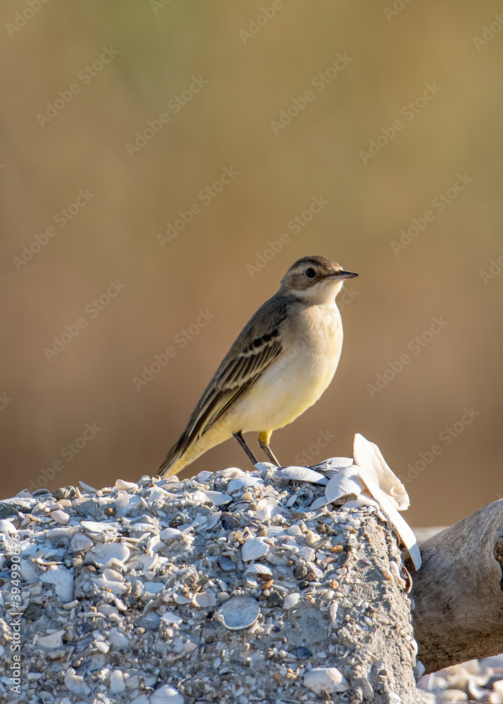 Black headed yellow wagtail (Motacilla flava feldegg) Black headed yellow wagtail (Motacilla flava feldegg)