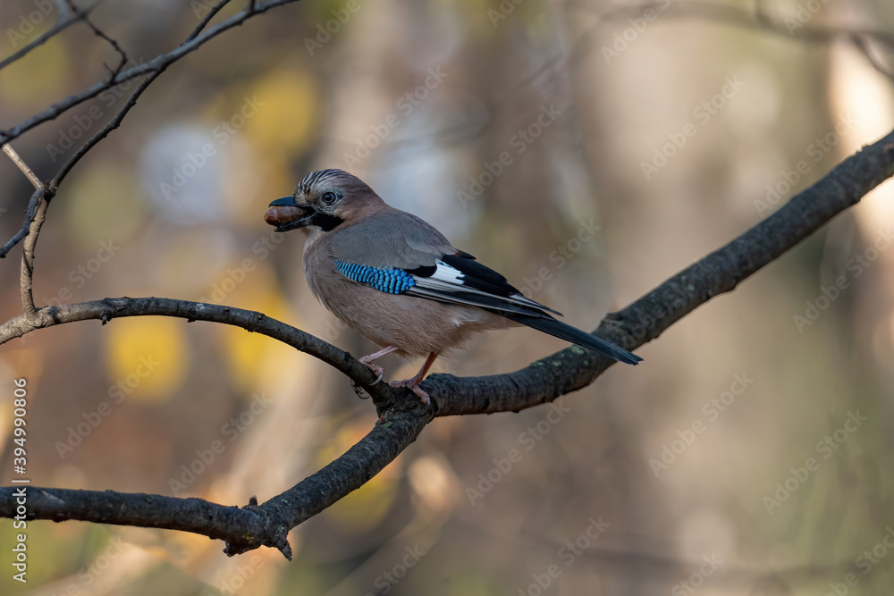 Closeup of Eurasian Jay ( Garrulus glandarius) in its natural habitat Closeup of Eurasian Jay ( Garrulus glandarius) in its natural habitat