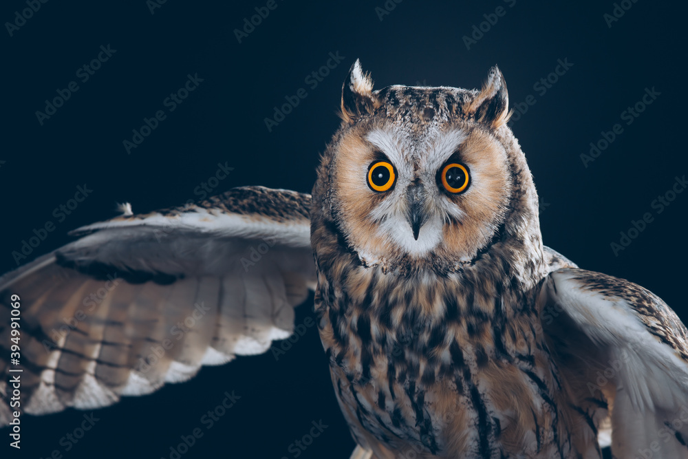 Obraz premium Amazing Long-Eared Owl in studio against black background with beautiful orange eyes. 