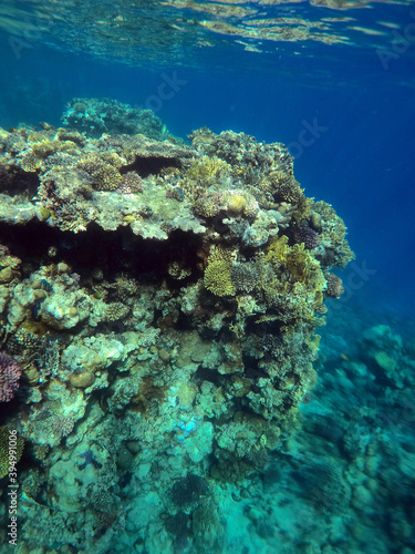 Fototapeta Naklejka Na Ścianę i Meble -  Tropical coral reef. Ecosystem and environment. Egypt. Near Sharm El Sheikh