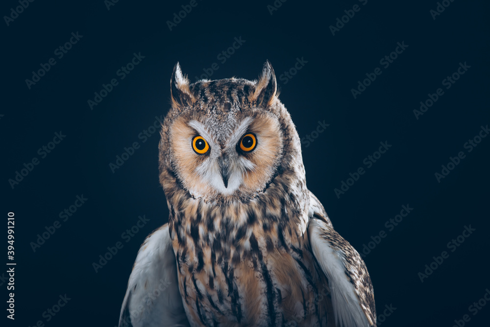 Fototapeta premium Amazing Long-Eared Owl in studio against black background with beautiful orange eyes. 