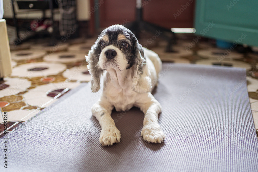 White Cocker Spaniel dog on purple yoga mat