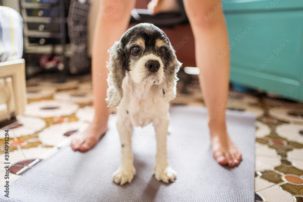 Unrecognizable woman playing with white Cocker Spaniel dog