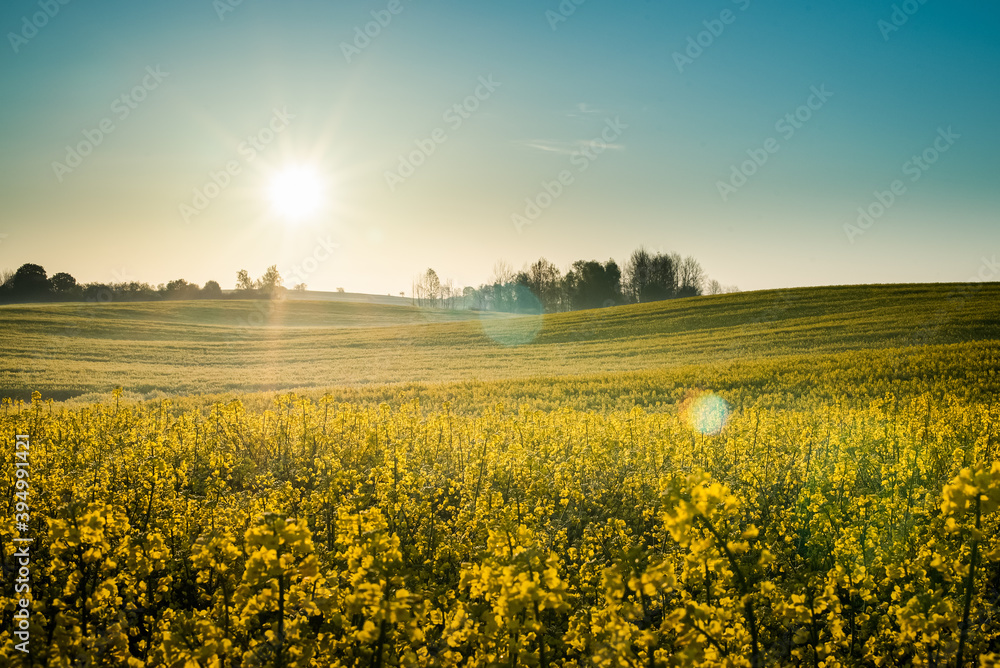 Obraz premium wschód słońca nad polem rzepaku