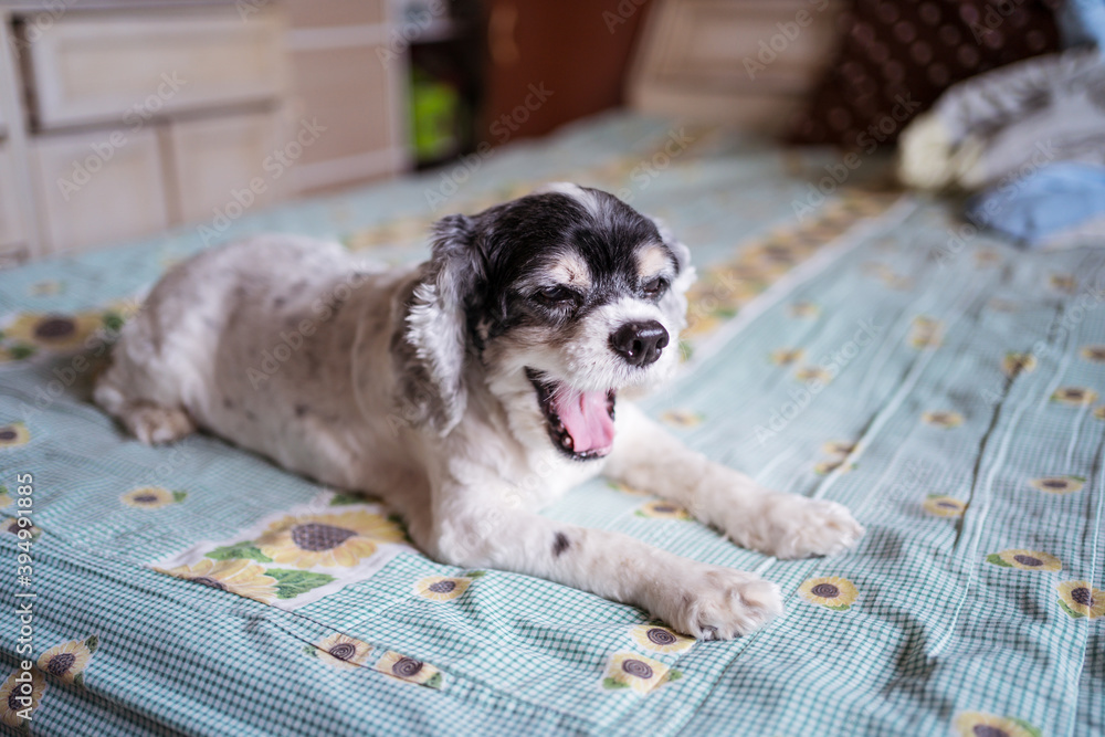 white cocker spaniel dog yawning on bed