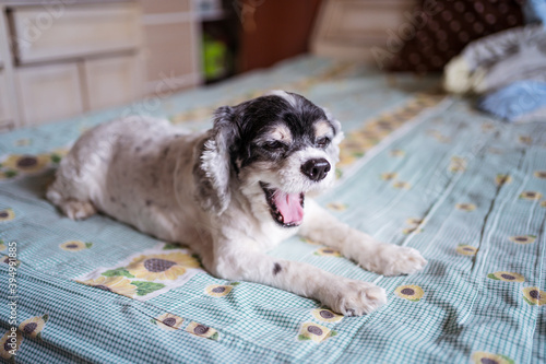 Obraz na płótnie white cocker spaniel dog yawning on bed w salonie
