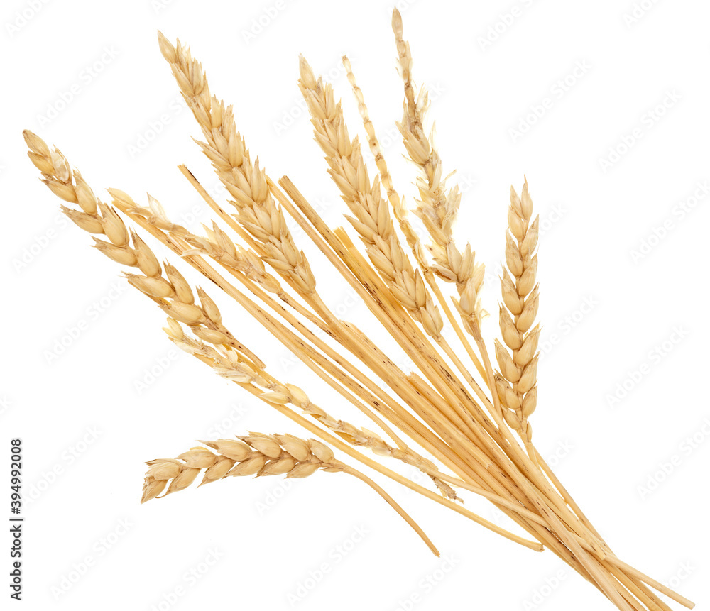 Wheat straw on white Wheat straw on white
