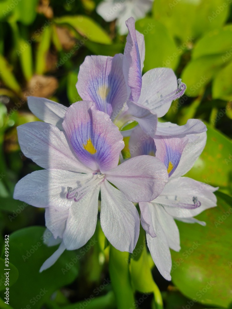 Fototapeta premium purple and white