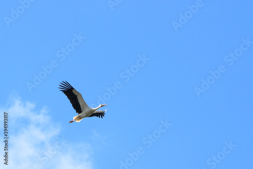 Stork flying in the blue sky