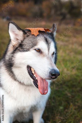 Husky dog with a fallen orange maple leaf on his head in the park in autumn © AMBERLIGHT