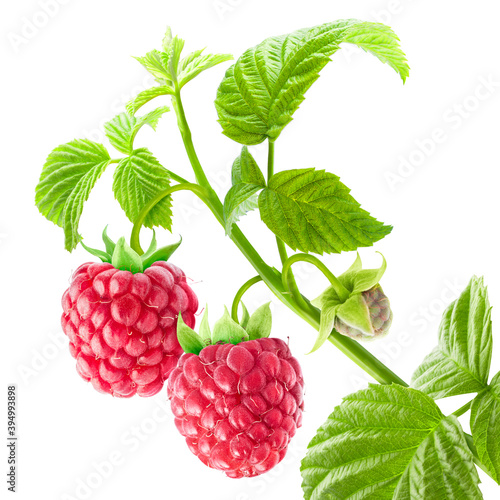 Two raspberries on a branch with green leaves isolated on white background