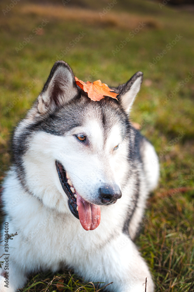 Husky dog with a fallen orange maple leaf on his head in the park in autumn