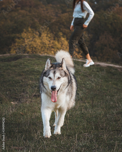 Husky dog with a girl in the autumn park