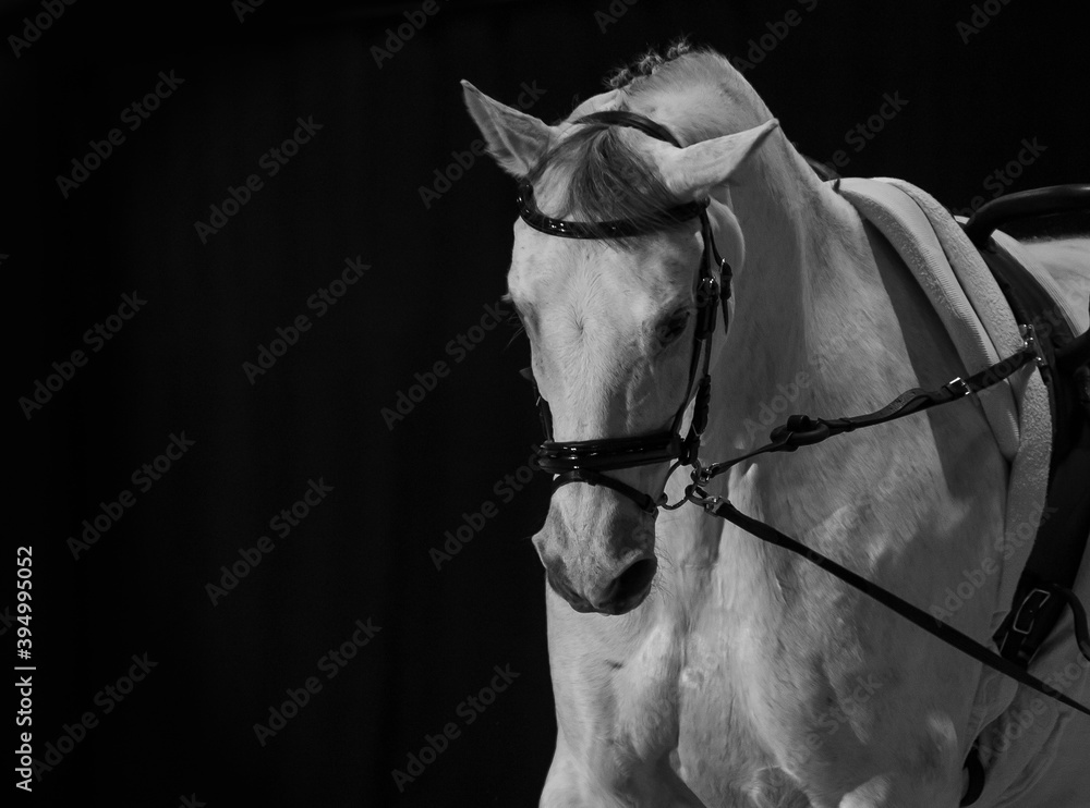 Gray horse in amunition