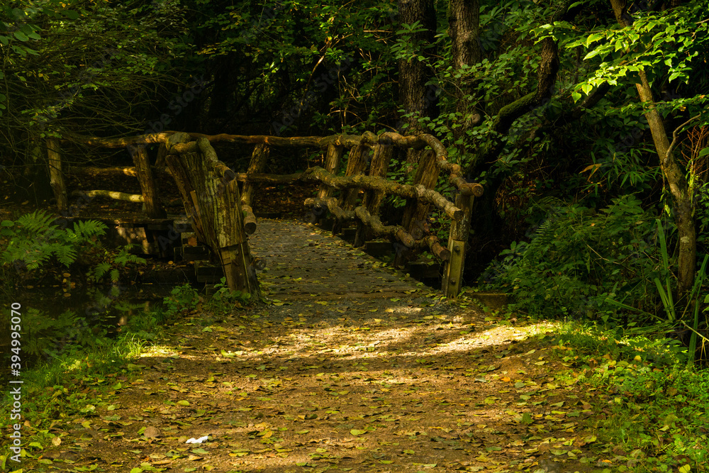 The swamp bridge at Sheffield Park in Autumn The swamp bridge at Sheffield Park in Autumn