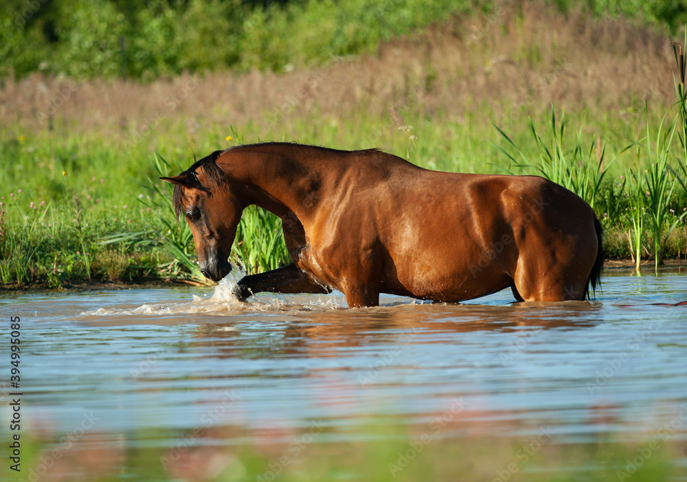 Beautiful arabian horse in sunrise in water Beautiful arabian horse in sunrise in water