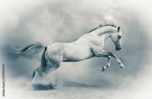 silver-white stallion in the dust © Mari_art