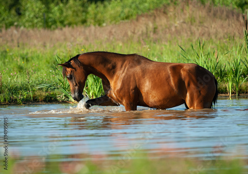 Fototapeta Naklejka Na Ścianę i Meble -  Beautiful arabian horse in sunrise in water