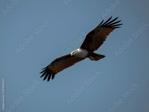 A red backed sea Eagle flying in the blue sky and looking and hunting prey