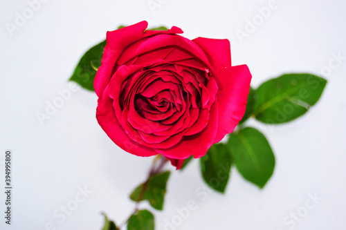Red rose on white snow