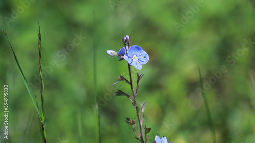 light blue flower