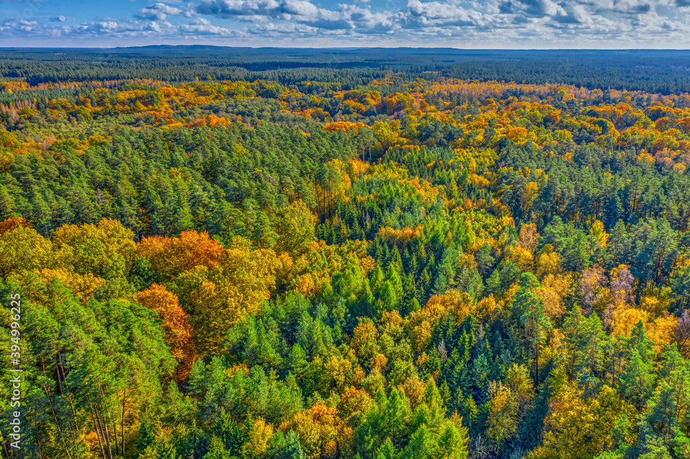 Aerial view of color autumn forest under cloudy sky