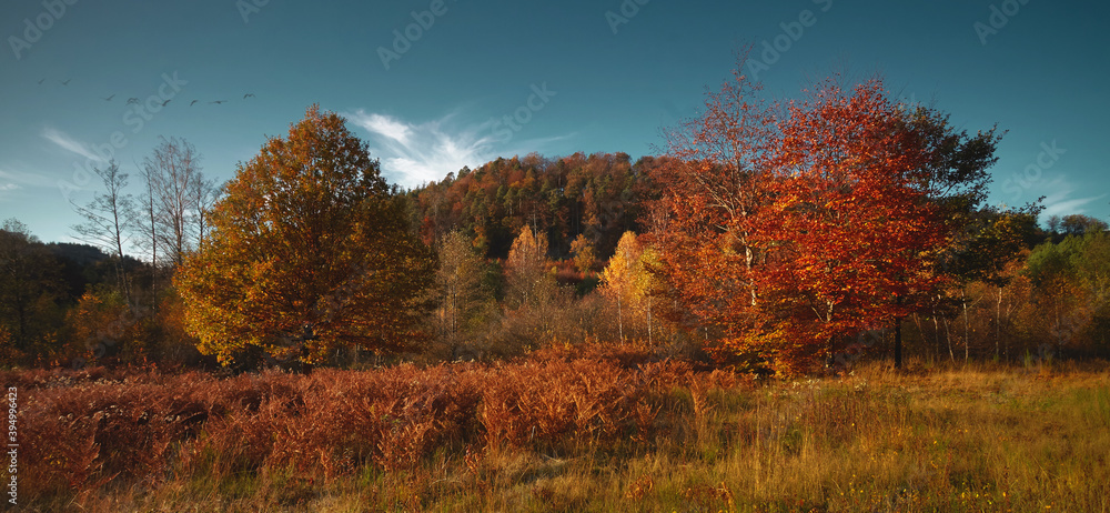 Fototapeta premium autumn landscape with trees