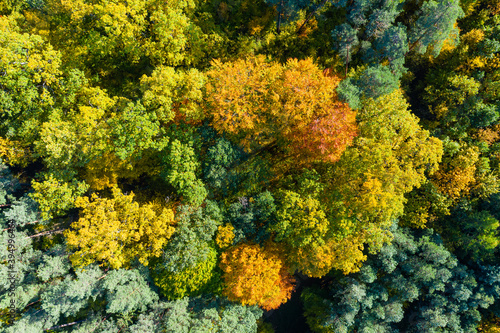 Aerial top down view of colorful autumn forest