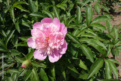 Foliage and one pink flower of common peony in mid May