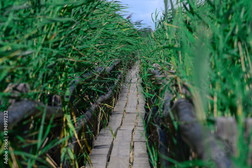 Trail on the lake, in thickets of reeds, walks