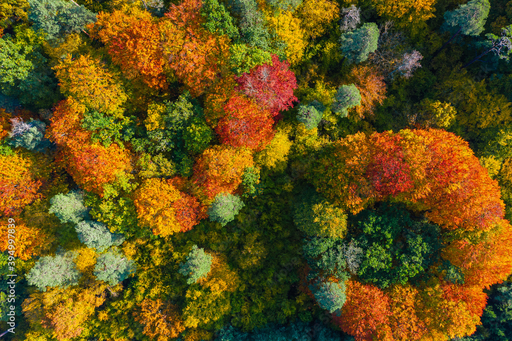 Aerial top down view of vibrant colorful autumn forest Aerial top down view of vibrant colorful autumn forest