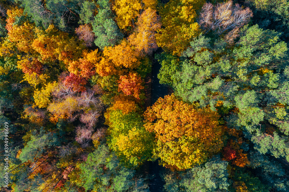 Obraz Aerial view of color autumn forest