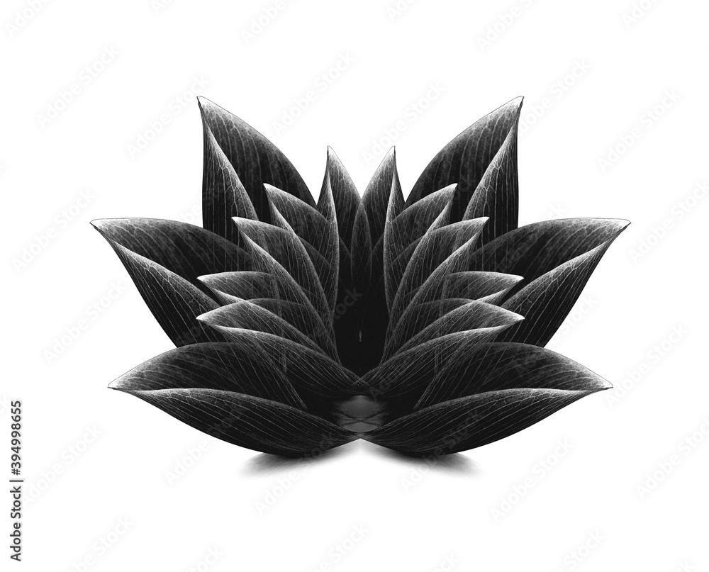 lotus isolated on white background.