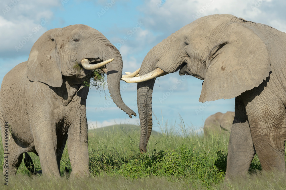 Obraz premium Two African elephant (Loxodonta africana) bull fighting for dominance, Amboseli national park, Kenya.