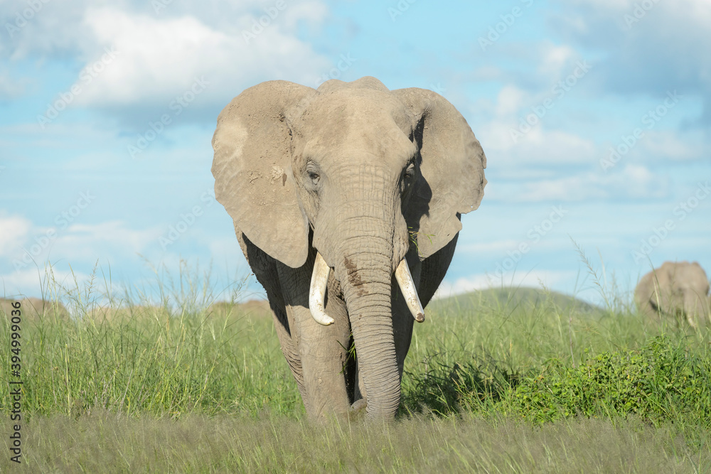 Fototapeta premium African elephant (Loxodonta africana) bull walking on savanna, Amboseli national park, Kenya.