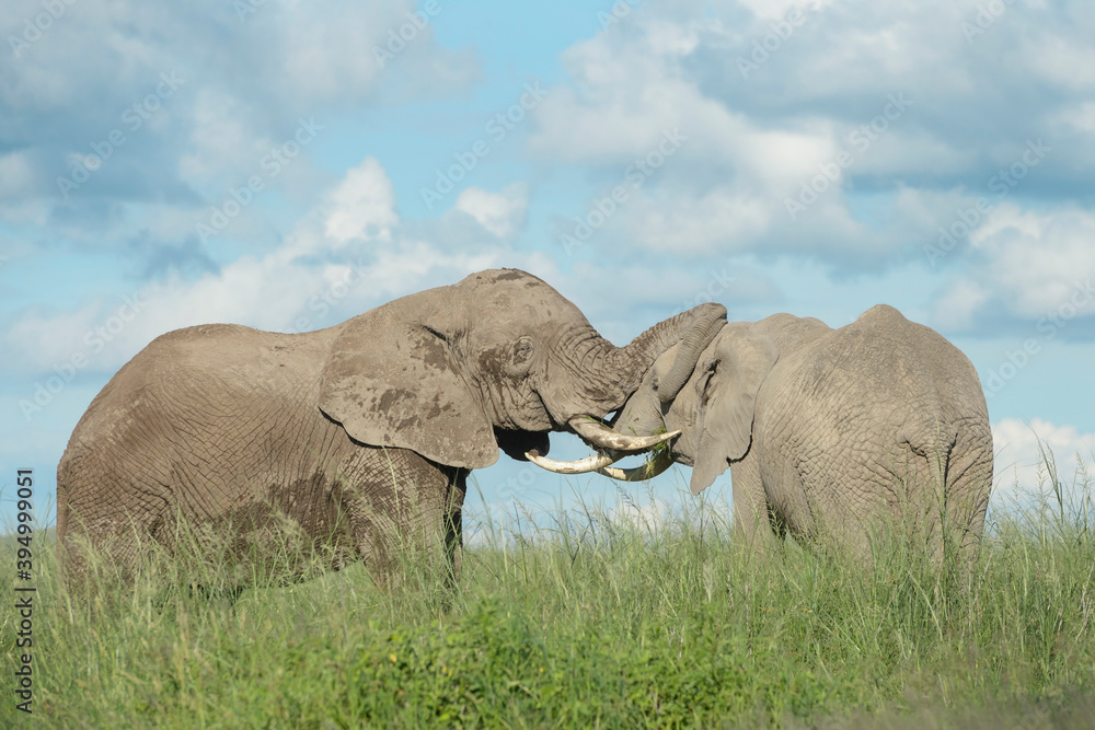 Two African elephant (Loxodonta africana) bull fighting for dominance, Amboseli national park, Kenya.