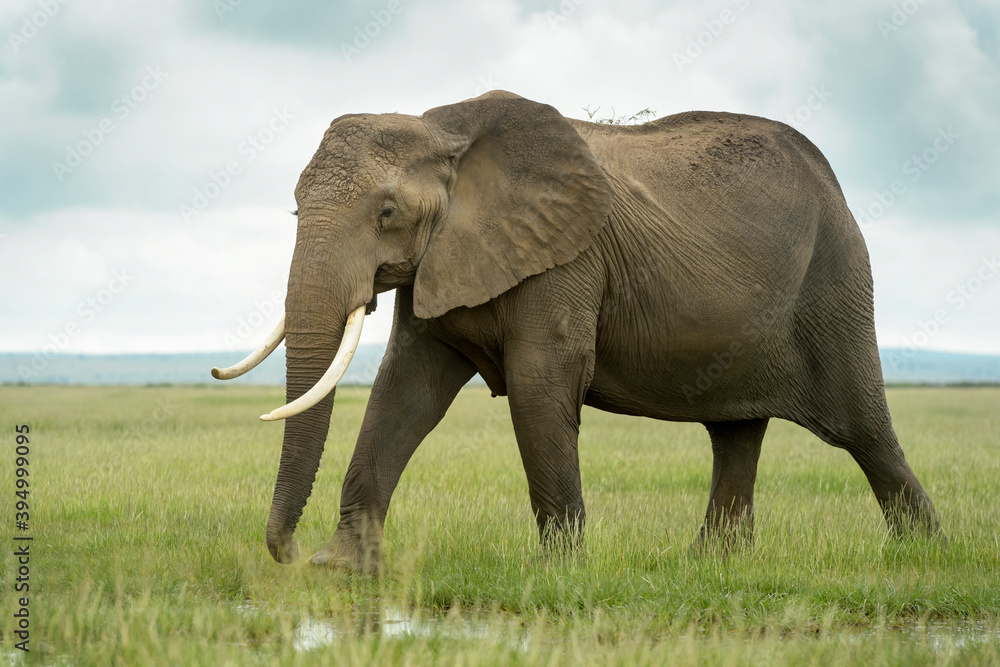 Fototapeta premium African elephant (Loxodonta africana) walking on savanna, Amboseli national park, Kenya.
