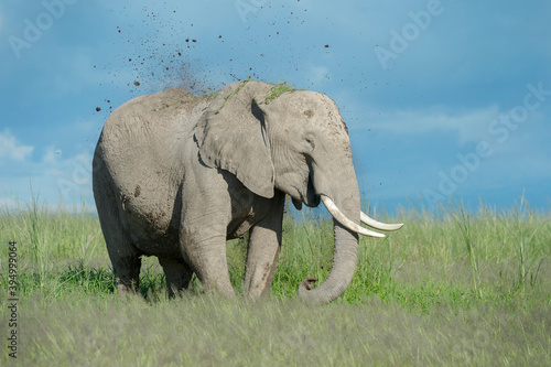 African elephant  Loxodonta africana  throwing sand on back  Amboseli national park  Kenya.